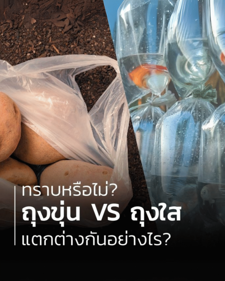 ทราบหรือไม่? ถุงขุ่น VS ถุงใส แตกต่างกันอย่างไร?